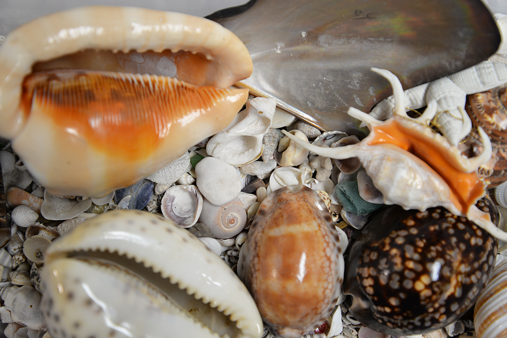 Shells – Crystal Earth Art