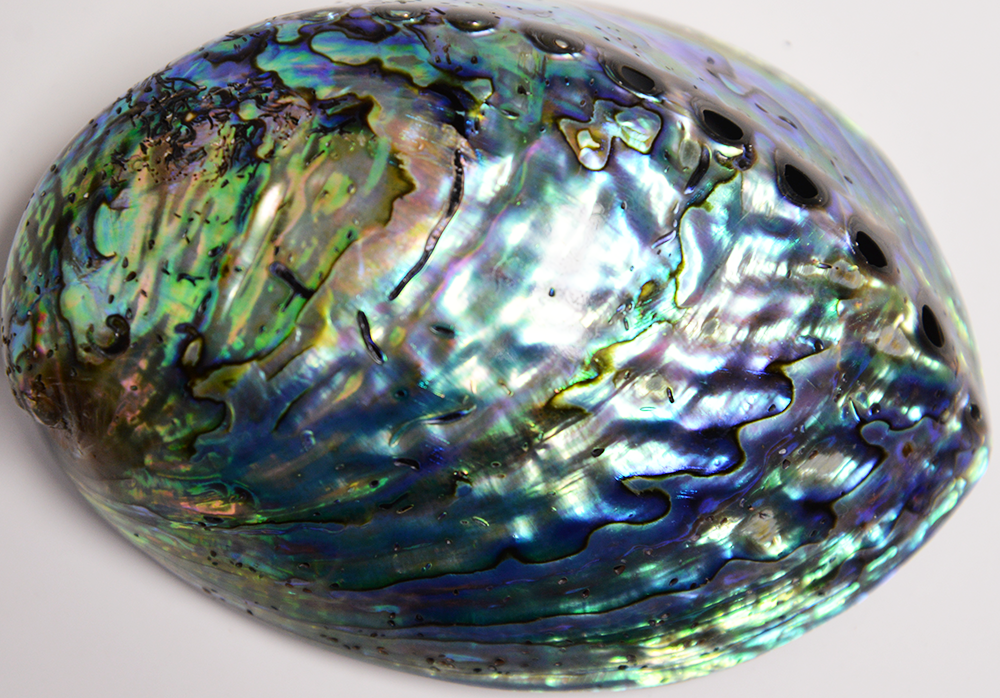 Abalone