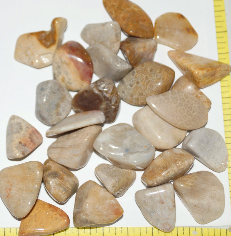 FOSSIL Agatized CORAL, Large (20 to 30mm) polished stones, grade A.  1/2 lb.