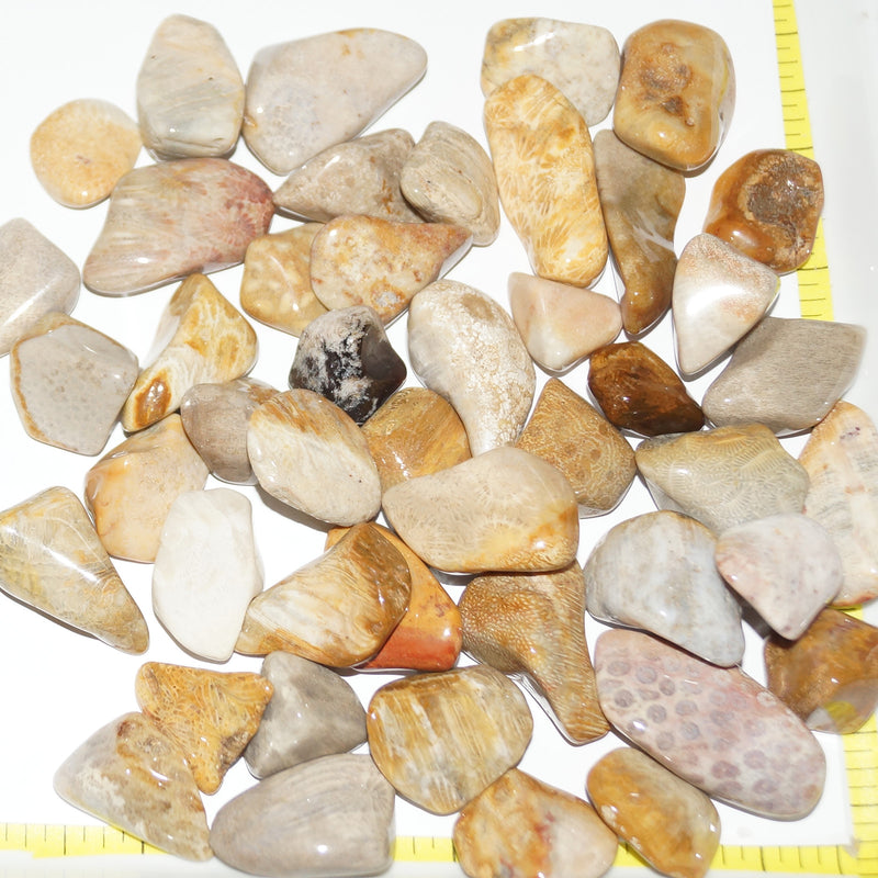 FOSSIL Agatized CORAL, Large (20 to 30mm) polished stones, grade A.  1 lb.