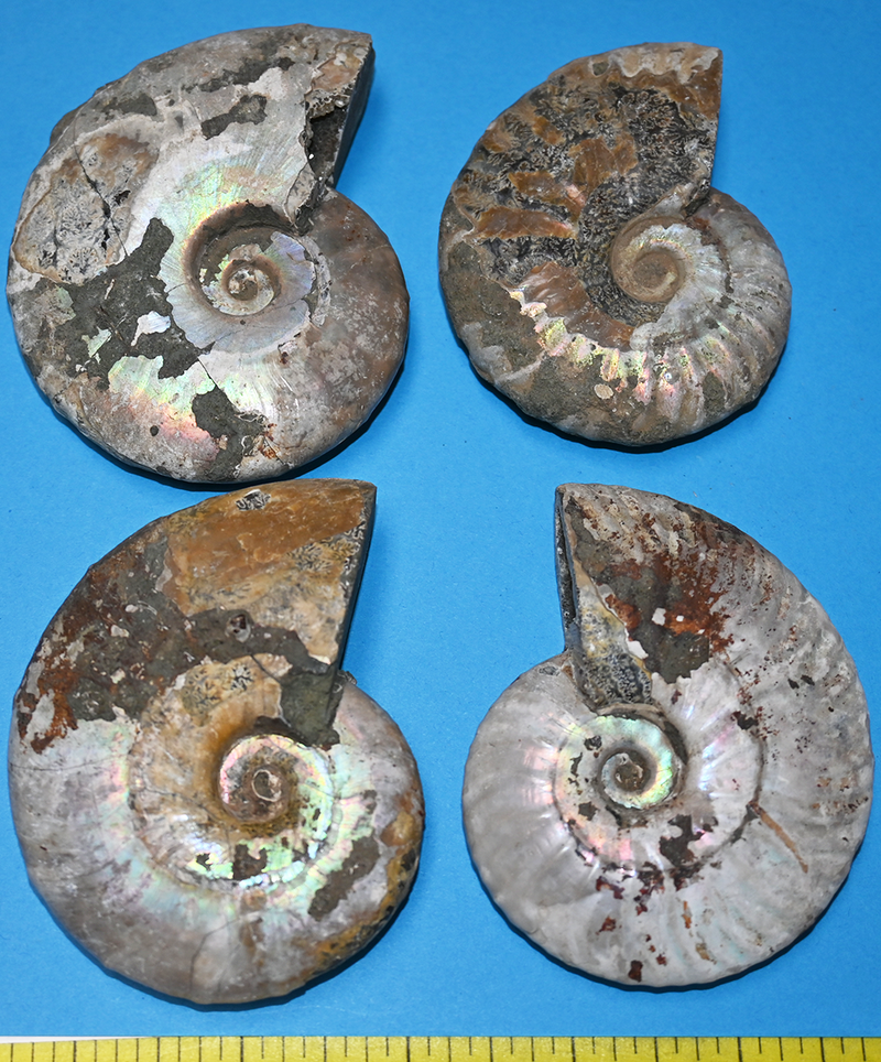 AMMONITE FOSSIL, (3"+) with ammolite and suture lines.  Count 1. Lot A