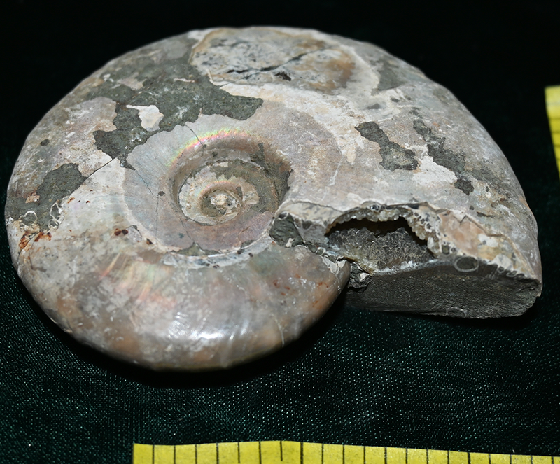AMMONITE FOSSIL, (3"+) with ammolite and suture lines.  Count 1. Lot D