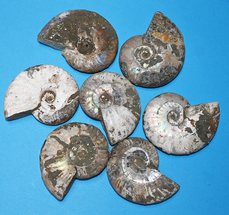 AMMONITE FOSSIL, (2-1/2 to 3") with ammolite and suture lines.  Count 1. Lot E