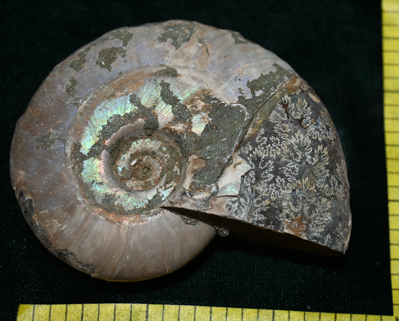 AMMONITE FOSSIL, (2-1/2 to 3") with ammolite and suture lines.  Count 1. Lot B