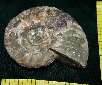 AMMONITE FOSSIL, (2-1/2 to 3") with ammolite and suture lines.  Count 1. Lot E