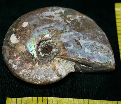 AMMONITE FOSSIL, (2-1/2 to 3") with ammolite and suture lines.  Count 1. Lot G