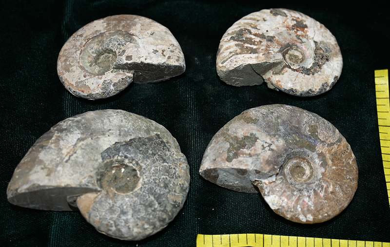 AMMONITE FOSSIL, (2-1/2 to 3") ammolite and suture lines, 4-5 fossils. Lot A
