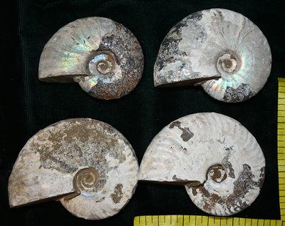AMMONITE FOSSIL, (2-1/2 to 3") ammolite and suture lines, 4-5 fossils. Lot C