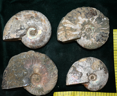AMMONITE FOSSIL, (2-1/2 to 3") ammolite and suture lines, 4-5 fossils. Lot E