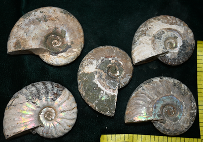 AMMONITE FOSSIL, (2-1/2 to 3") ammolite and suture lines, 4-5 fossils. Lot F