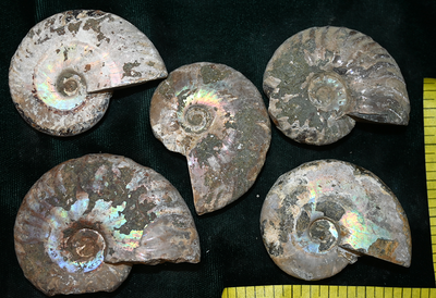 AMMONITE FOSSIL, (2-1/2 to 3") ammolite and suture lines, 4-5 fossils. Lot G