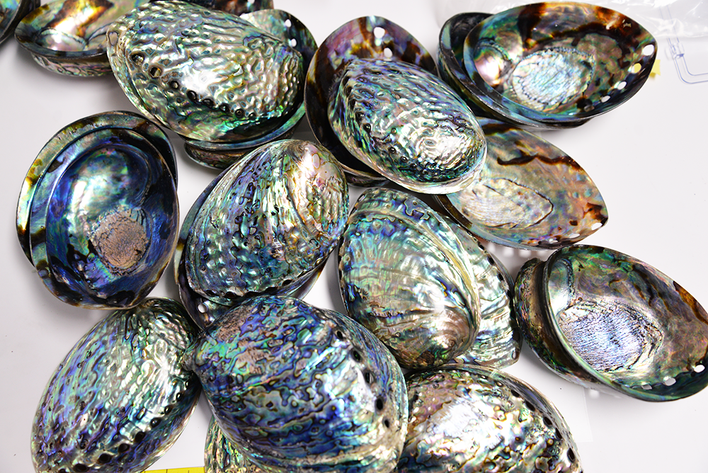shell ABALONE PAUA SHELL polished BOTH sides. 1 shell. – Crystal Earth Art