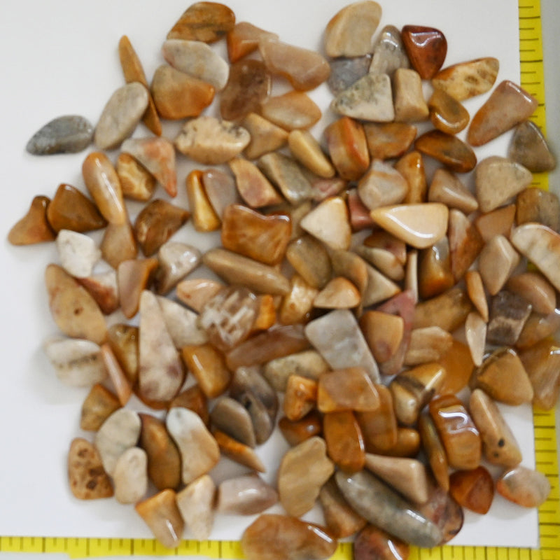 FOSSIL CORAL Small (12 to 20mm) polished stones, grade A.  1/2 lb. pack