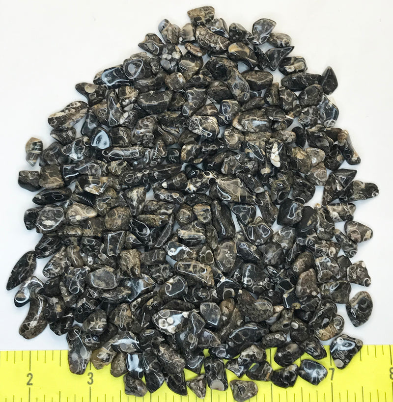 FOSSIL TURRITELLA AGATE X-SMALL ( 5/16" to 5/8" ) polished stones.    1/2 lb