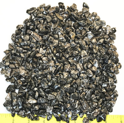 FOSSIL TURRITELLA AGATE X-SMALL ( 5/16" to 5/8" ) fossil polished stones.  1 lb